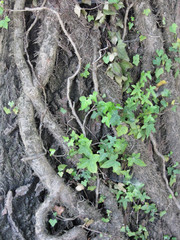 Ivy ( Hedera helix ) clinging to tree trunk . Symbiosis concept