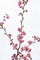 cherry tree in bloom