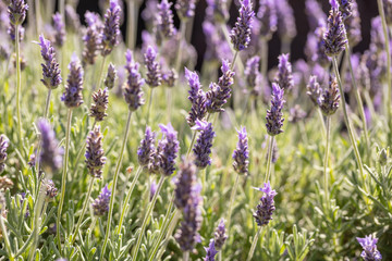 Lavender flowers, Closeup view of a lavender field blooming in spring