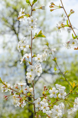 Cherry flowers in the spring garden