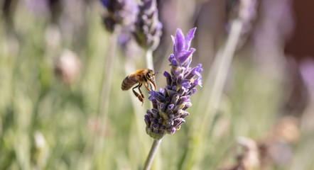 Bee on a lavender flower, Closeup view of a bee pollinating a lavender blossom