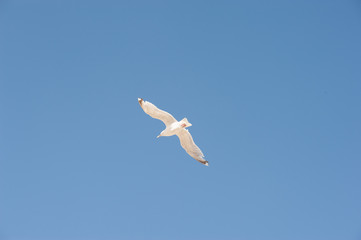 seagull flying in the sky