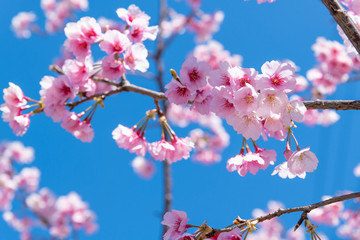 熱海桜