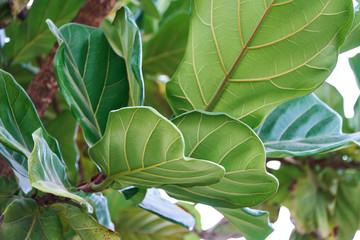 Beautiful tropical leaf texture, green foliage nature background of green grass and exotic leaves garden