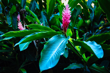 Tropical Photos Plants and trees