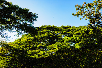 Beautiful Tropical green bush