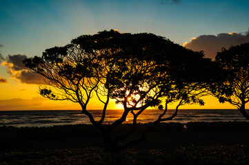 Fototapeta na wymiar Beautiful Tropical silhouetted orange trees