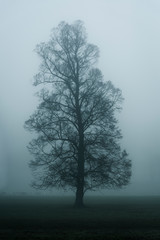 Single tree in a park in heavy fog in winter, Surrey, England, UK