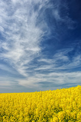 Obraz premium Blooming rapeseed field with dramatic sky