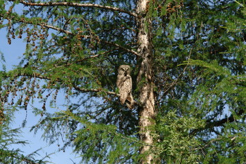 Полярная Сова