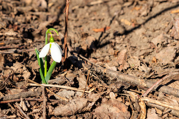 White snowdrop flowers (Galanthus nivalis) on early spring