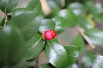 camellia flower