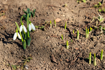 White snowdrop flowers (Galanthus nivalis) on early spring