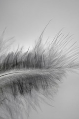 Close-up decorative bird feather.