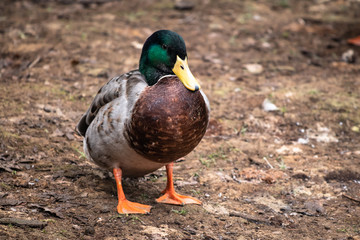 portrait of mallard duck close up