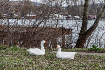 Pair of domestic white geese sitting at the riverside