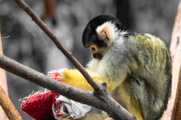 Cute saimiri bolivian squirrel monkey portrait close up playing with christmas hat