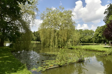 Fototapeta na wymiar Plantes aquatiques au bout du chenal vers l'étang principal du domaine provincial de Vrijbroekpark à Malines