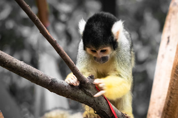 Naklejka na ściany i meble Cute saimiri bolivian squirrel monkey portrait close up playing with christmas hat