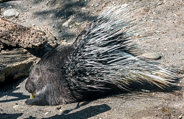 Porcupine in its enclosure eating vegetables. Latin name -Hystrix cristata