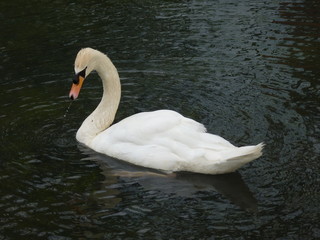cygne
