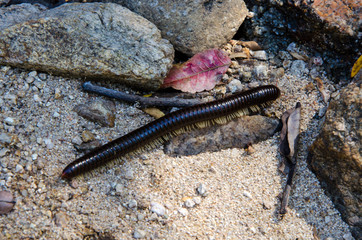 Julida. The centipede is crawling among the stones  and dry leaves.