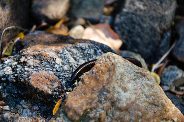 Julida. The centipede is crawling among the stones  and dry leaves.