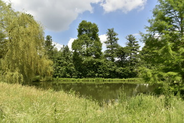 Fototapeta na wymiar Herbes folles et bois autours du dernier étang au bout du domaine provincial de Vrijbroekpark à Malines