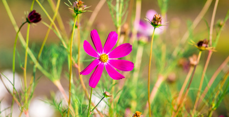 Pink kosmeya among the green grass. Flowering kosmeya_