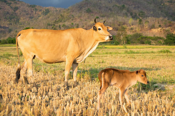 A cow with a calf on a mowed rice field, a mountainous Vietnamese valley. Sunset time