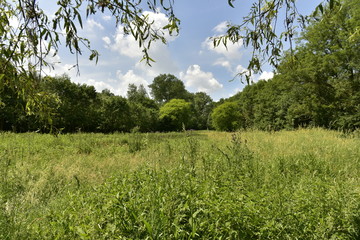 Zone de prairie sauvage tout au bout du domaine provincial de Vrijbroekpark à Malines
