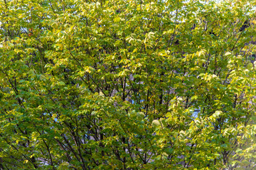 Branches on the Tree