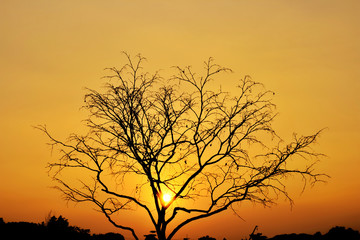 Landscape, dead tree branch on sky,Yellow sky background,Befor sunset