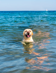 Beautiful labrador dog having fun on the beach