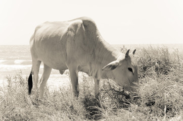 Cow eating grass on the sandy seashore. There are waves in the background. Vietnam. Black and white photo.