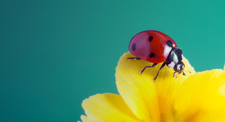 red ladybug on on yellow flower, ladybird creeps on stem of plant in spring in garden in summer