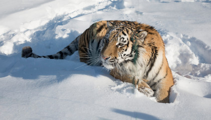 Close-up portrait of Siberian Tiger, Beautiful face portrait of Amur Tiger