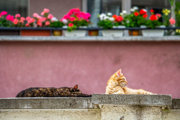 Two cute stray kittens sleeping on a concrete fence, urban street photography, in Sofia, Bulgaria