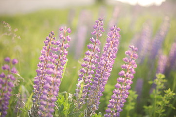 purple lupins in nature