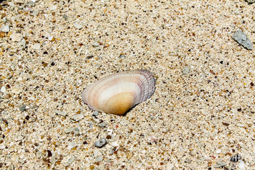 sand and shell