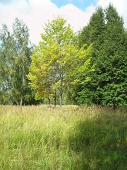 Obraz premium OLYMPUS DIGITAL CAMERA