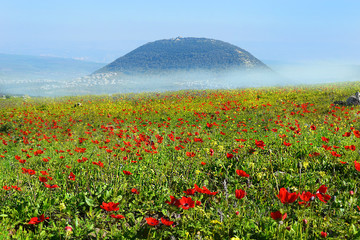 spring bloom of poppies in Galilee in the area of Mount Tabor, Israel