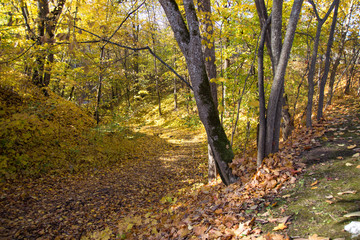 Naklejka premium golden trees autumn, golden lists