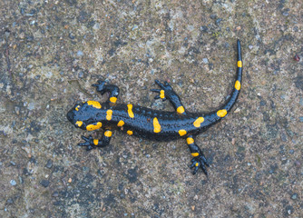 Black yellow salamander