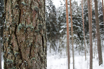 Fototapeta premium macro tree view in winter Forrest 