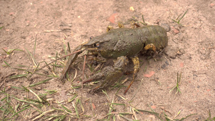 Crawfish. Crawfish on the ground