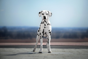  dalmatian dog beautiful portrait blue sky