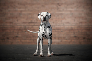  dalmatian dog cute portrait walking in the city