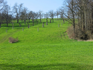Obraz premium Obstwiese im Vorfrühling