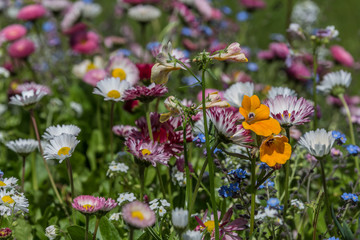 colorful flowers in the garden
